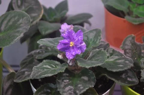 Blue violet is blooming on the windowsill Stock-Fotos