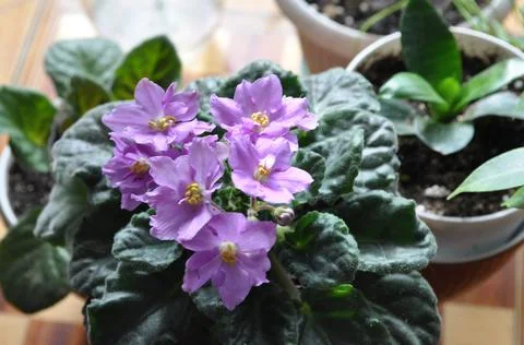 Blue violet is blooming on the windowsill Stock Photos