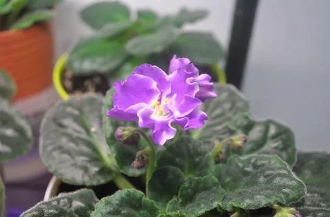 Blue violet is blooming on the windowsill Stock-Fotos