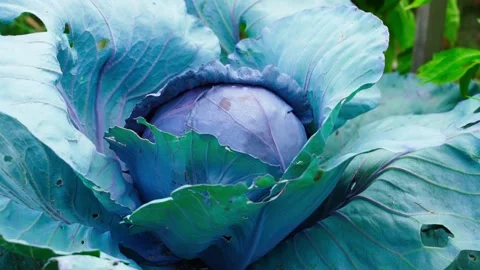 Blue-violet cabbage in the garden, close-up Stock Footage 268797170