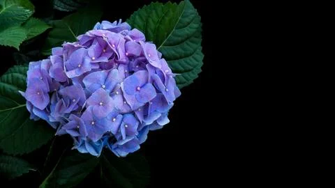 Blue violet hydrangeas flower with dark green leaves on black background. Stock Photos