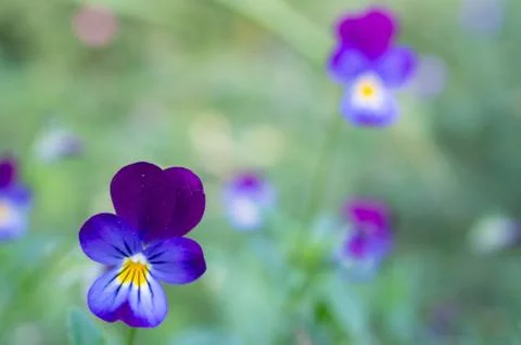 Blue-violet pansies on a blurred green background Stock Photos
