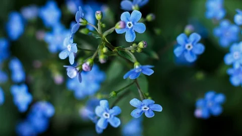 Blue violets fluctuate strongly in the wind. Stock Footage 129615225