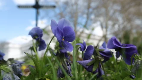Blue violets in the garden fluttering in the wind Stock Footage 153601887