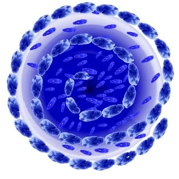 Blue violets Illustrazione stock