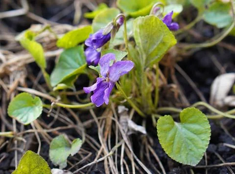 Blue violets with a yellow core on a background of green leaves and dry last yea 스톡 사진