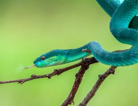 Blue viper Stock Photos