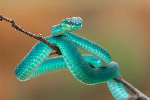 Blue viper Stock Photos