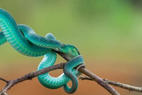 Blue viper Stock Photos