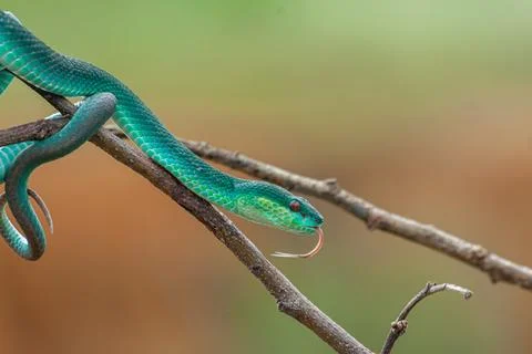 Blue viper Stock Photos