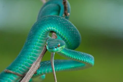 Blue viper Stock Photos