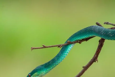 Blue viper Stock Photos