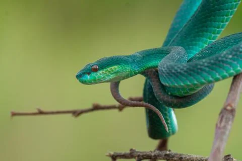 Blue viper Stock Photos