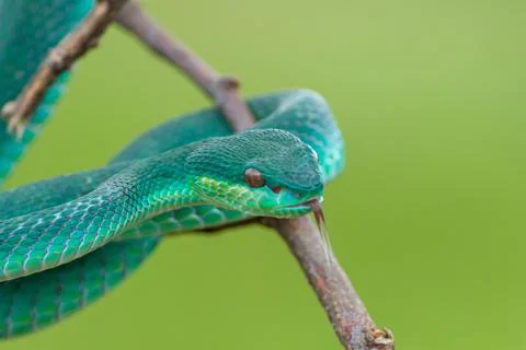 Blue viper Stock Photos