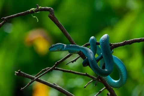 Blue viper Stock Photos