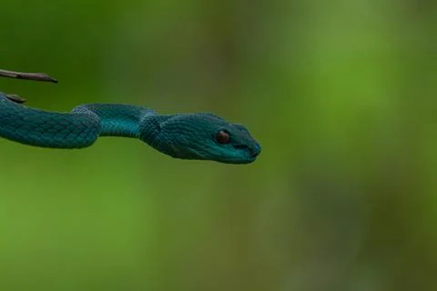 Blue viper Stock Photos