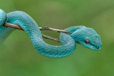 Blue viper Stock Photos