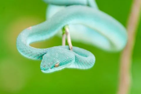 Blue viper Stock Photos