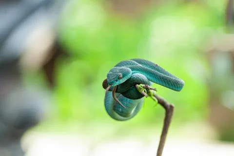 Blue viper Stock Photos