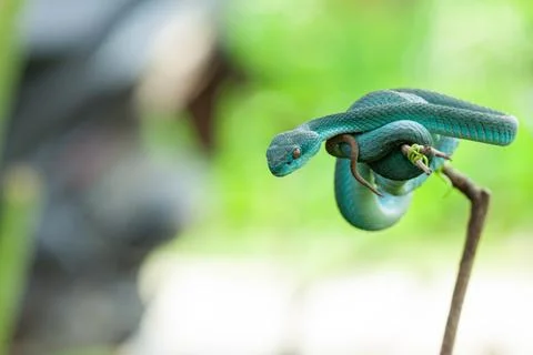 Blue viper Stock Photos