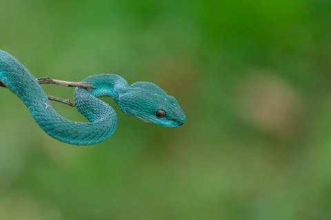 Blue viper Stock Photos