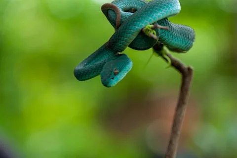 Blue viper Stock Photos