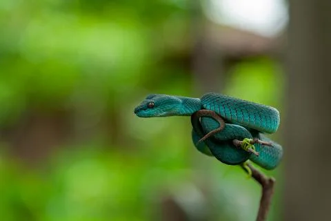 Blue viper Stock Photos