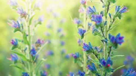 Blue Viper's Bugloss Wildflowers Blooming in Sunny Meadow with Sun Flare | Close Stock-Footage 337199364