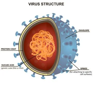 Blue virus cells or bacteria on white background. Isolated vector illustration Stock Illustration