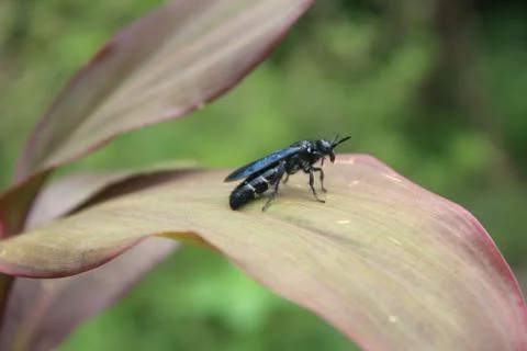 Blue wasp Stock Photos