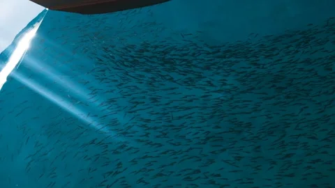 Blue water and multiple small fish underwater. Stock Footage 150840936