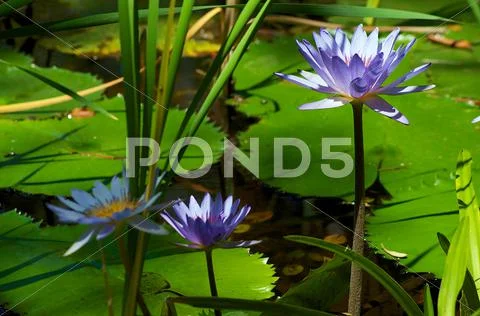 Blue water lilies or lotus flowers Stock Photos