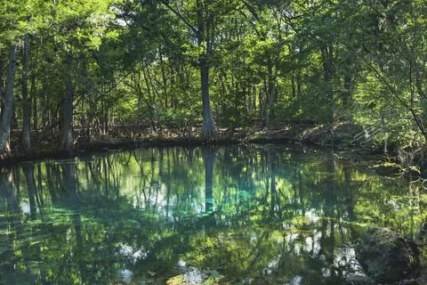 Blue water of manatee spring state park Stock Photos