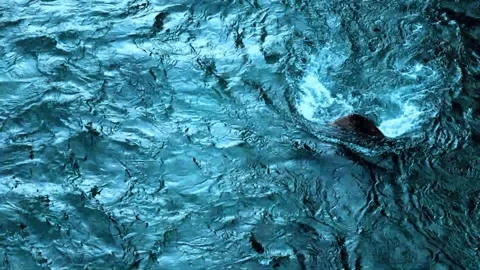 Blue water stream is obstructed by a stone in a jungle. Stock Footage 257459617