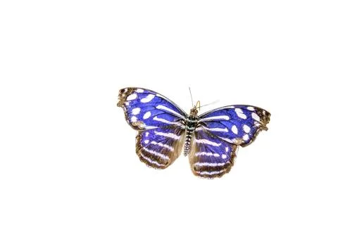 Blue Wave Butterfly Stock Photos