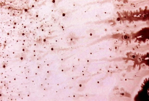 Blue Wave Видео 105098