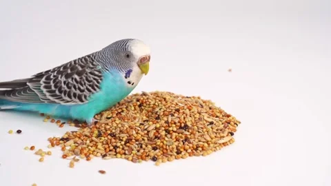 Blue wavy parrot eats bird food on a white background. pet shop. 動画素材 155236584