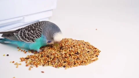 Blue wavy parrot eats bird food on a white background. pet shop. Stock Footage 155264805