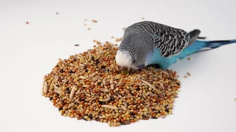 Blue wavy parrot eats bird food on a white background. pet shop. 動画素材 155329229