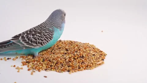 Blue wavy parrot eats bird food on a white background. pet shop. 動画素材 155368534