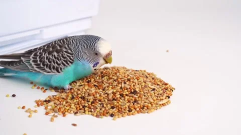 Blue wavy parrot eats bird food on a white background. pet shop. 動画素材 158645657