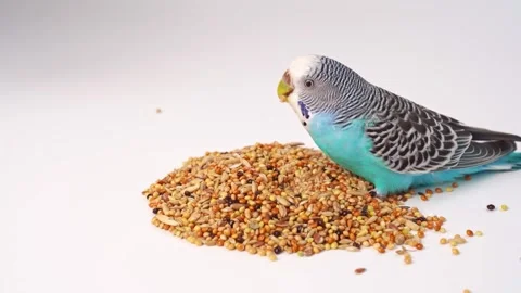 Blue wavy parrot eats bird food on a white background. pet shop. 動画素材 160573763