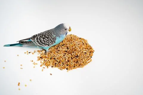 Blue wavy parrot eats bird food on a white background. pet shop. Stock Photos