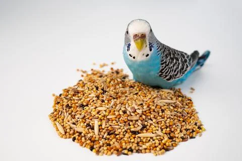 Blue wavy parrot eats bird food on a white background. pet shop. Stock Photos