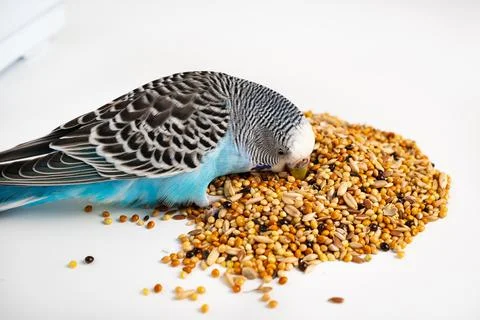 Blue wavy parrot eats bird food on a white background. pet shop. Stock Photos