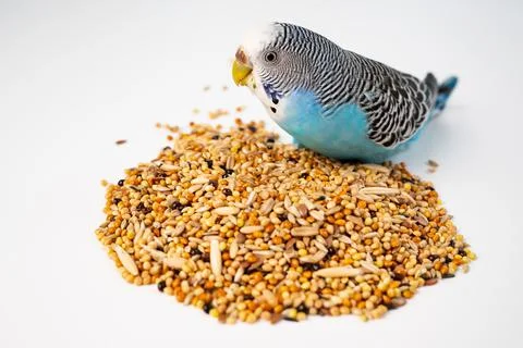 Blue wavy parrot eats bird food on a white background. pet shop. 스톡 사진