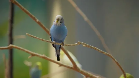 Blue wavy parrot sit on tree Stock Footage 270007194