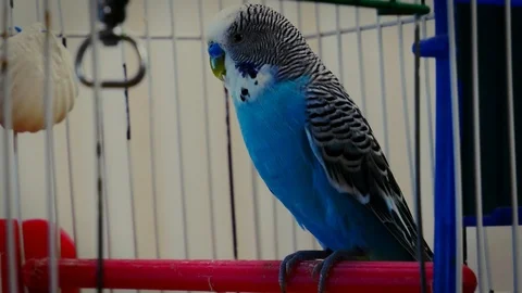 Blue wavy parrot sitting on a perch and watching Stock Footage 113444057