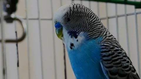 Blue wavy parrot sitting on a perch and watching-2 Stock Footage 113449387