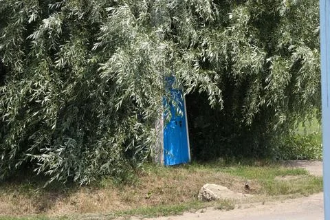 Blue WC cabin in a park with willow trees in the background Stock Photos
